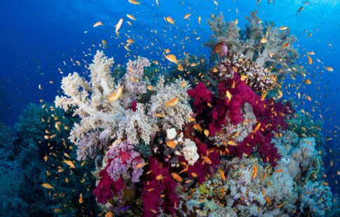 Coral reef and fish swimming