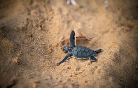 Baby sea turtle in sand