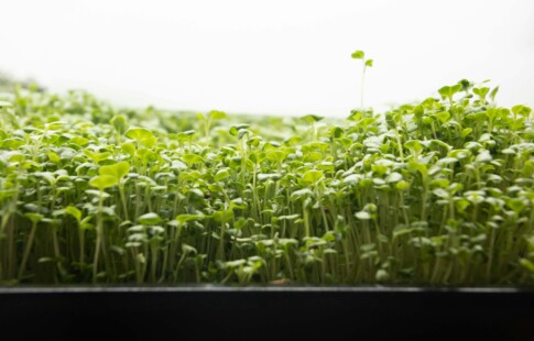 close up of microgreens plants