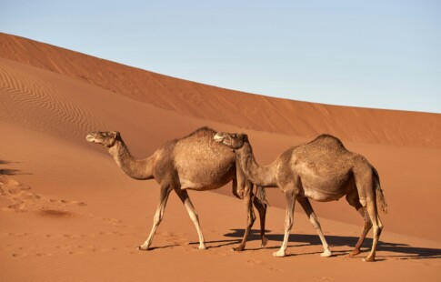 wild camels walking in the desert