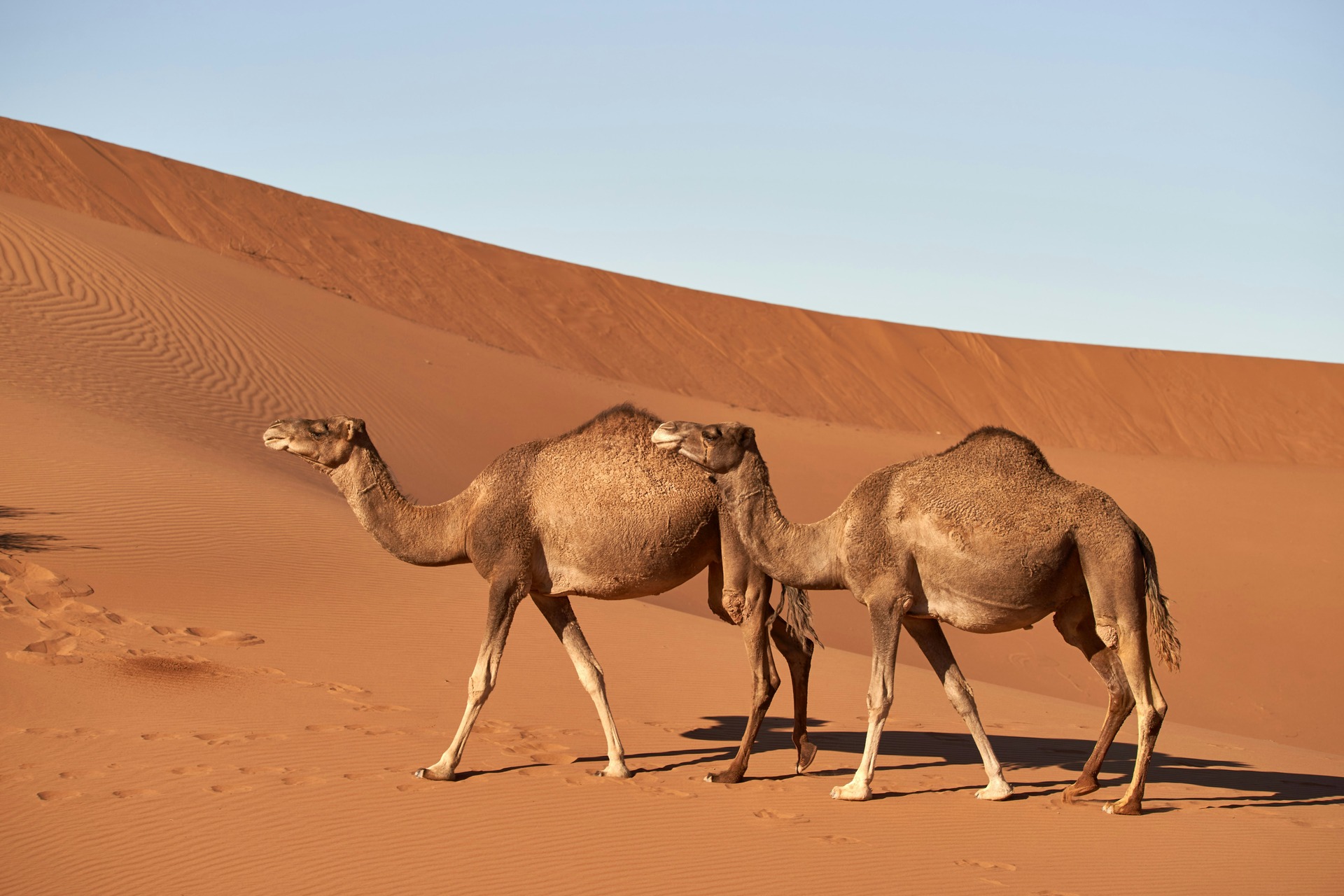 wild camels walking in the desert