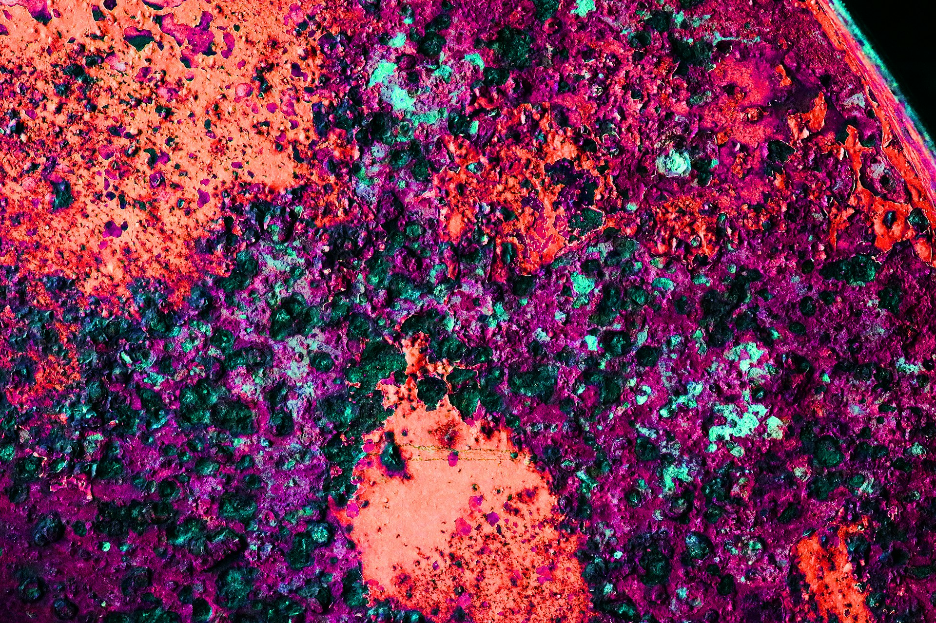 Bacteria in a petri dish.