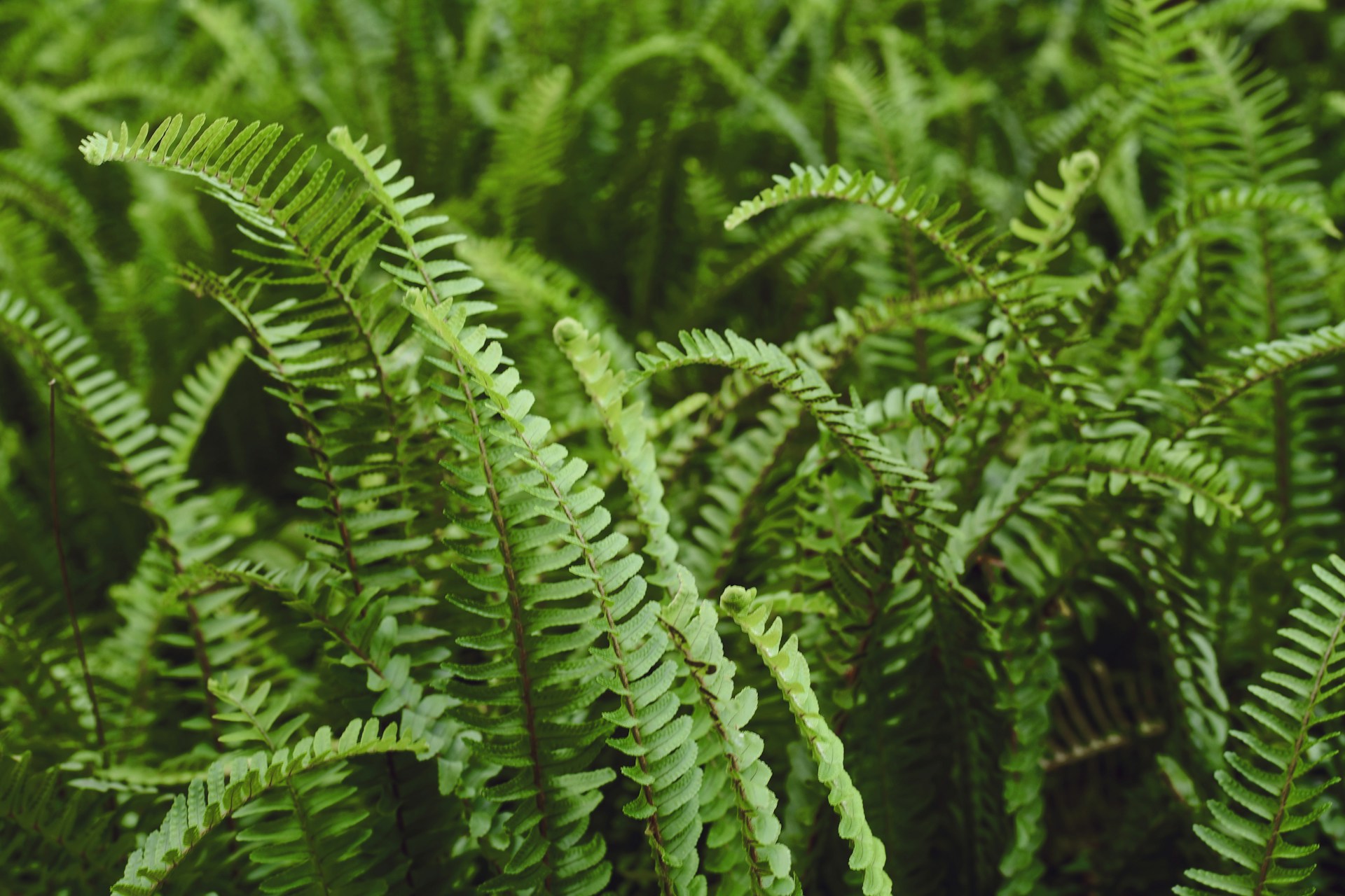 A green fern.