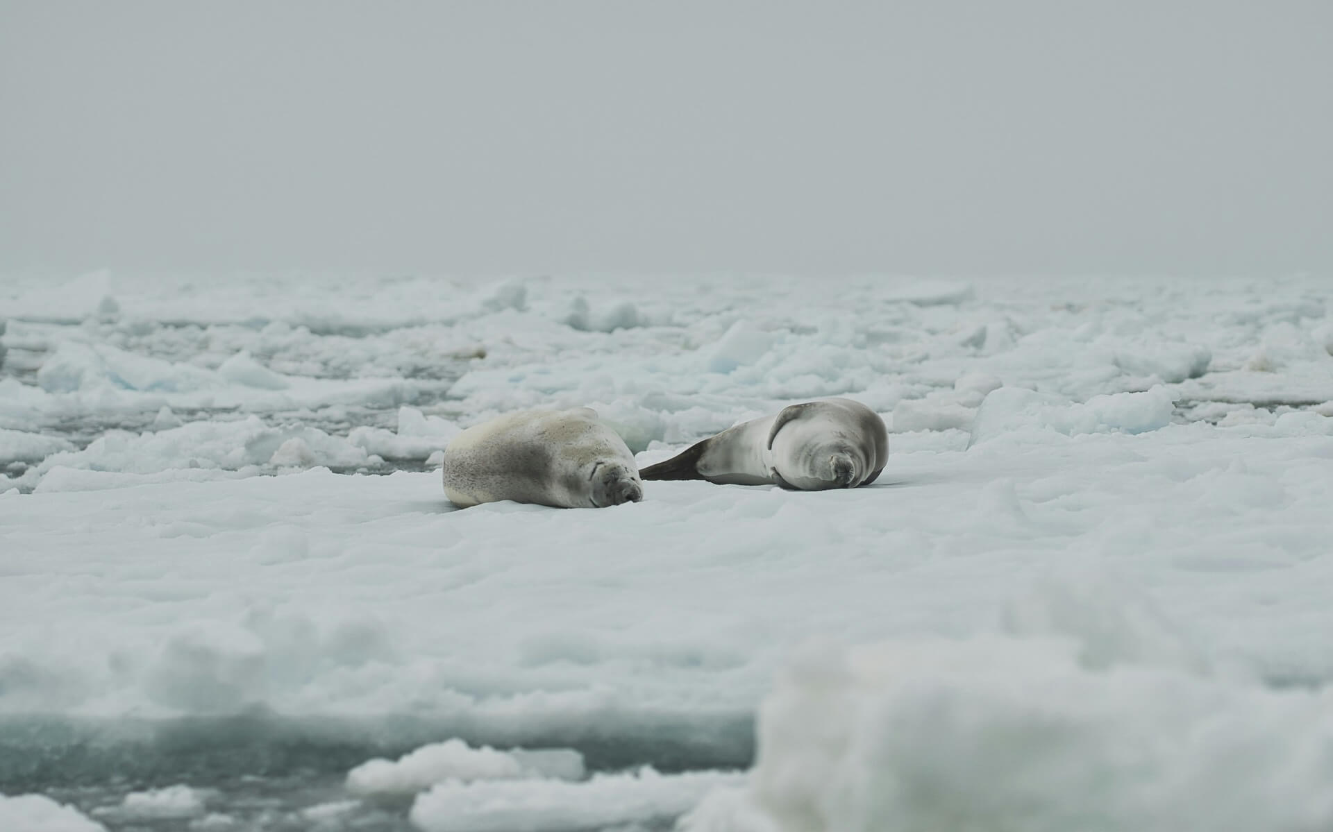 seals lying on snow