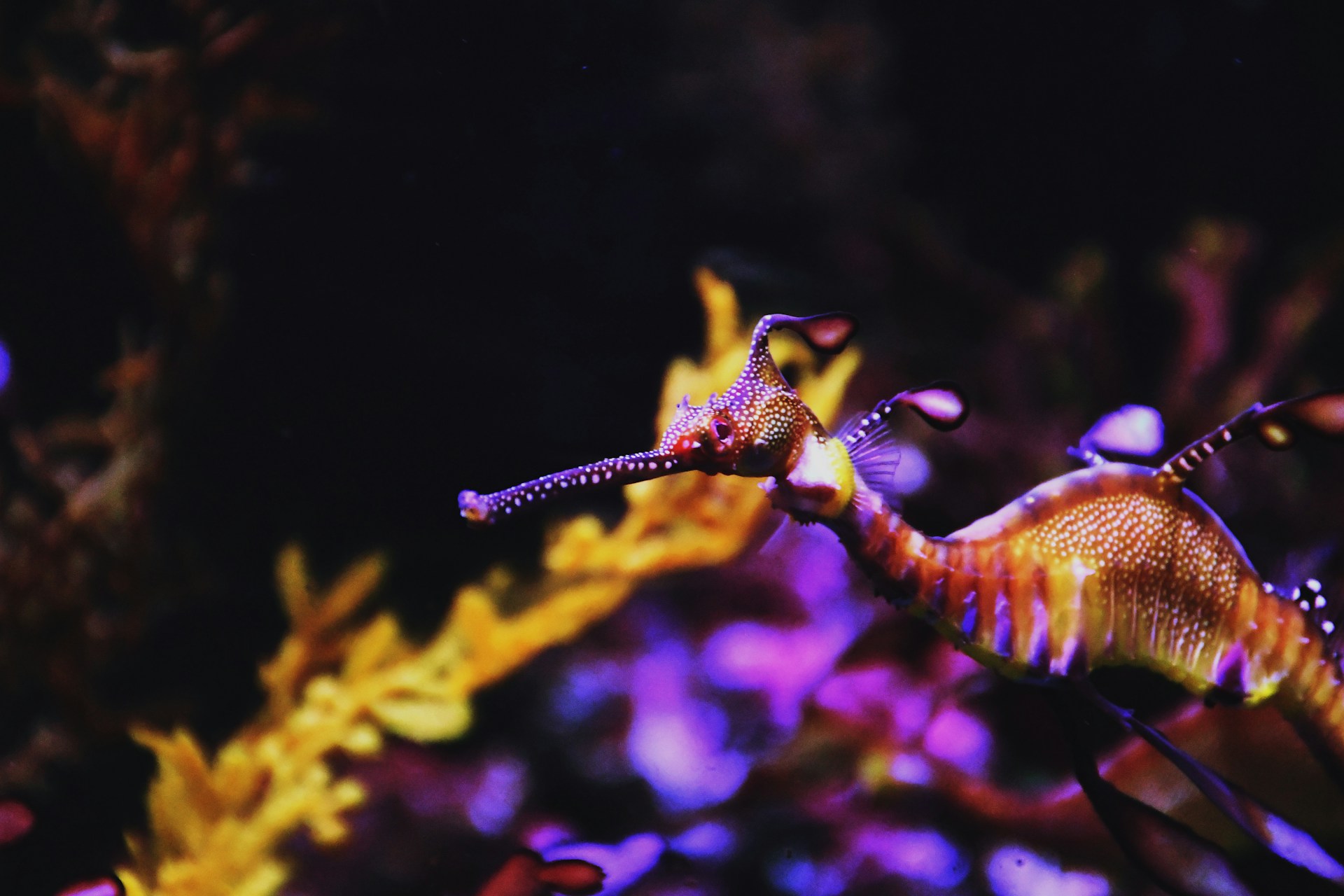 photo of a sea dragon