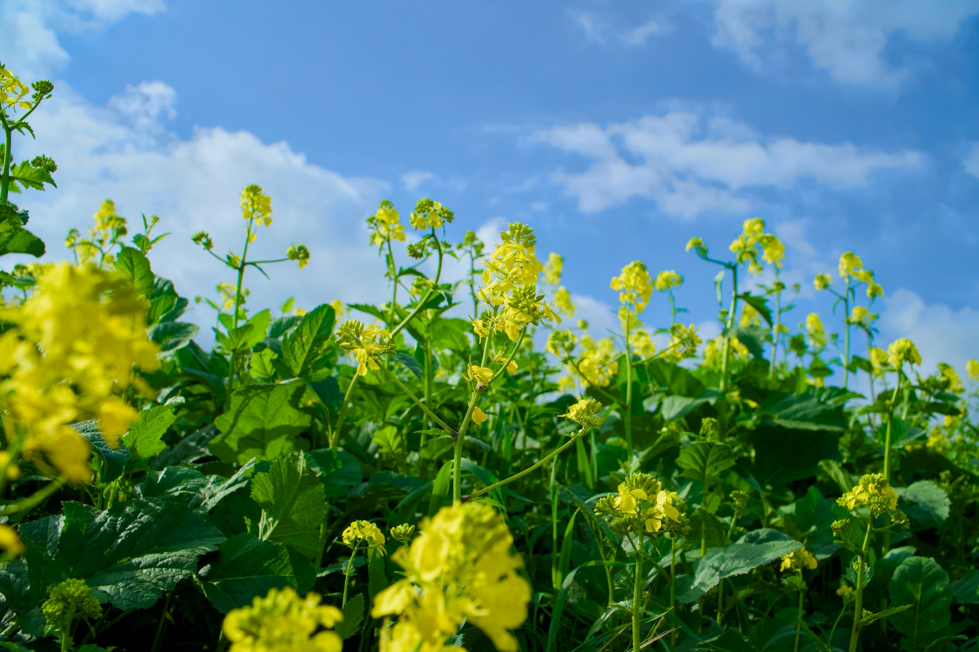 A yellow flower.
