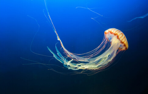 jellyfish floating in the ocean