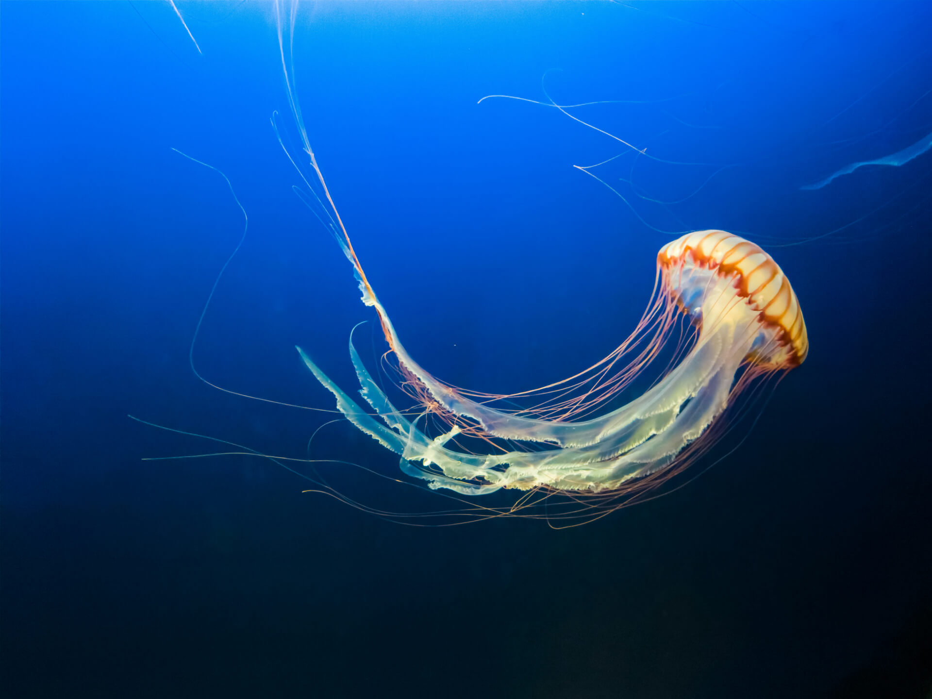 jellyfish floating in the ocean