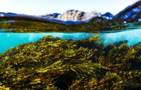 Underwater Kelp Forest in New South Wales Australia