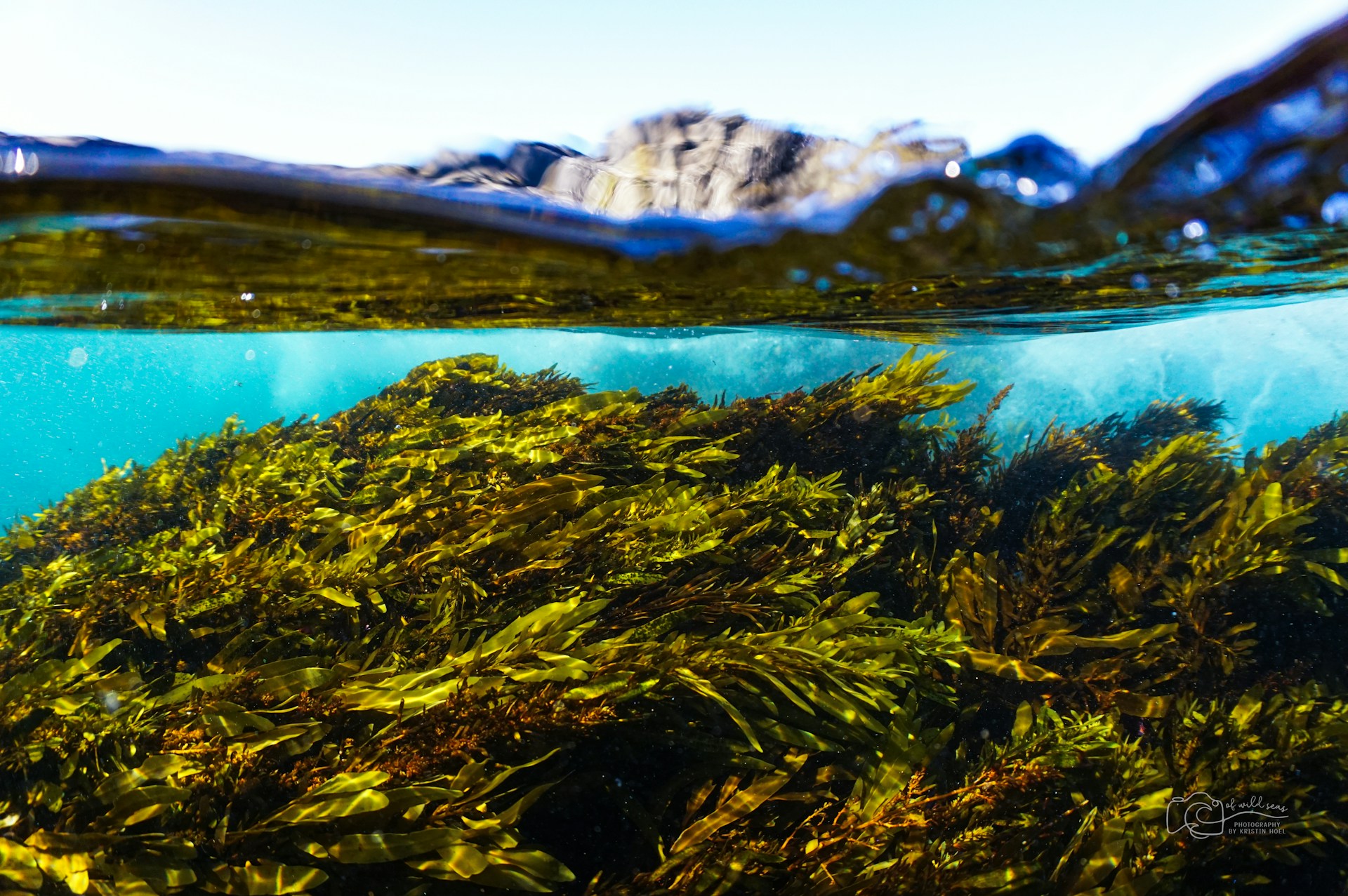 Underwater Kelp Forest in New South Wales Australia