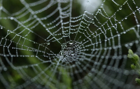 close up of a spiderweb