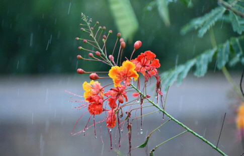 close up of flowers and buds