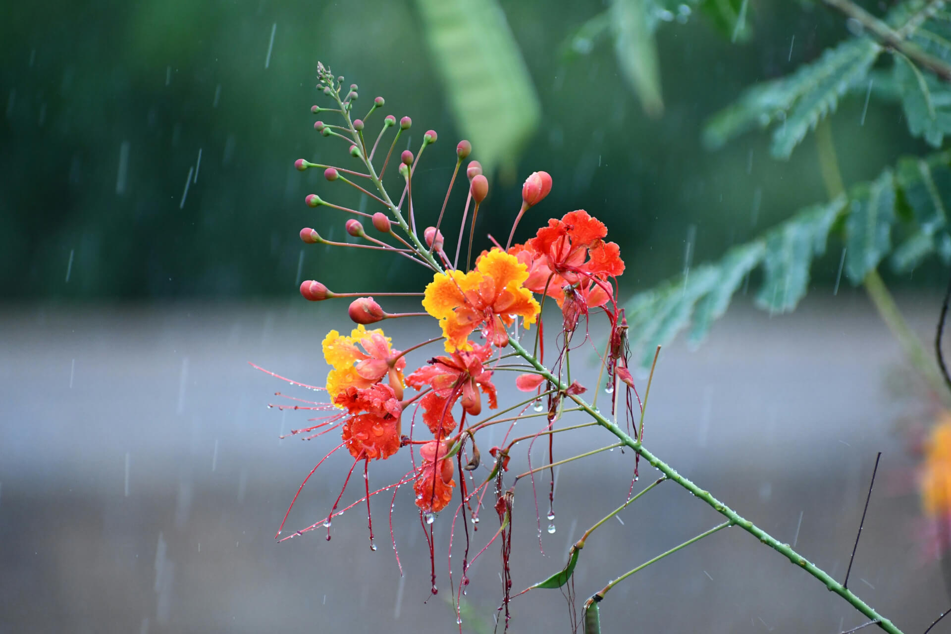 close up of flowers and buds