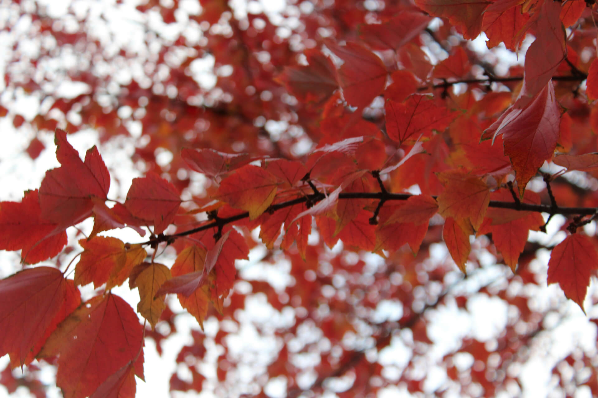 red leaves on white sky