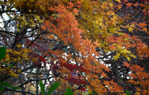 fall foliage