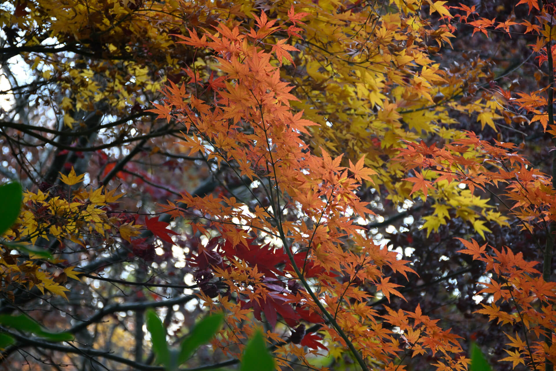 fall foliage