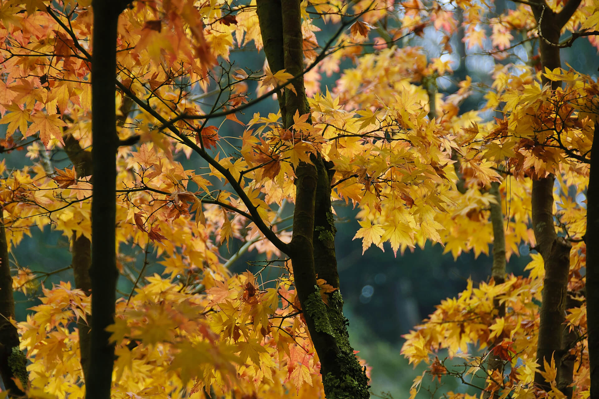 yellow tree leaves in fall