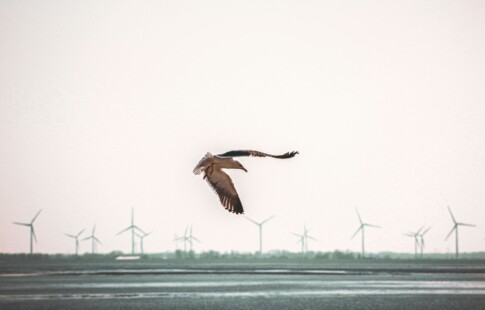 Brown bird flying across a wind farm