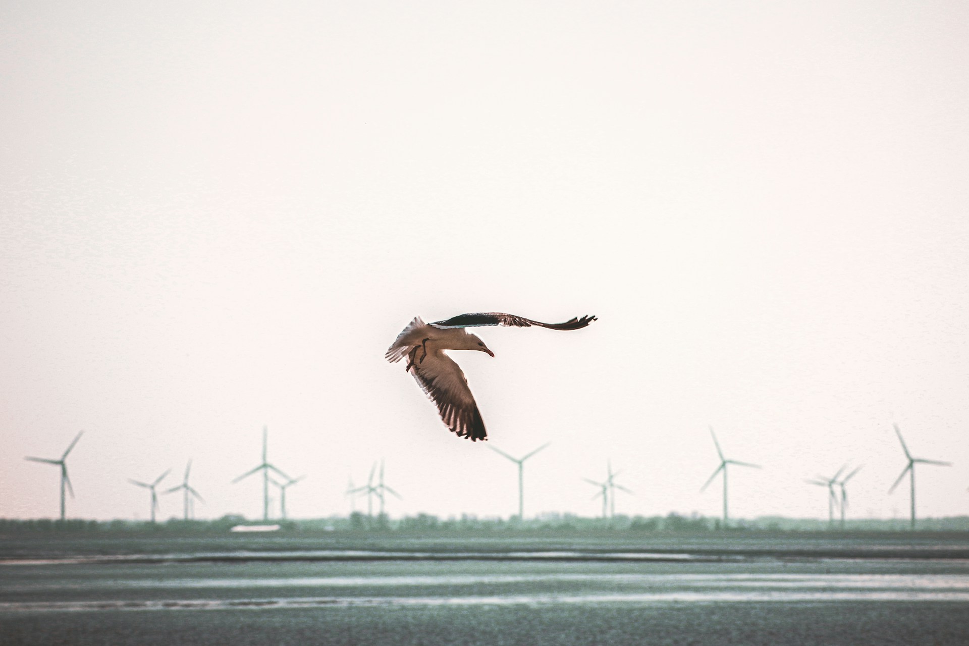 Brown bird flying across a wind farm