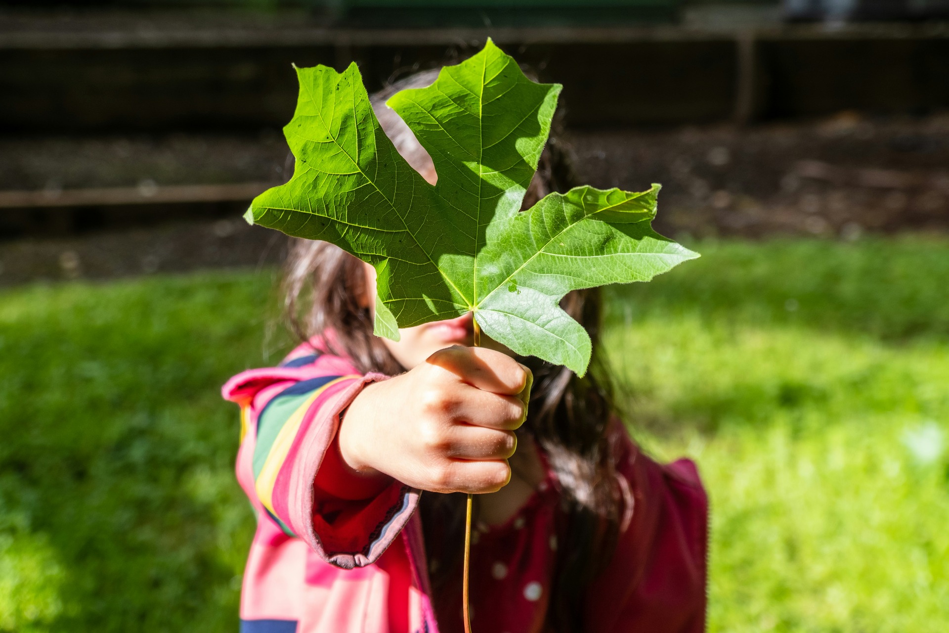 little girl holding a leaf