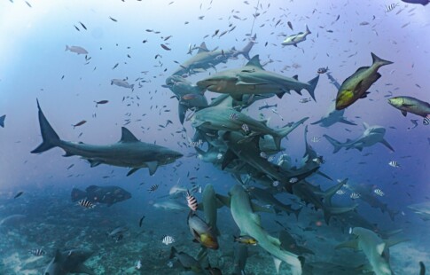 A group of sharks swimming