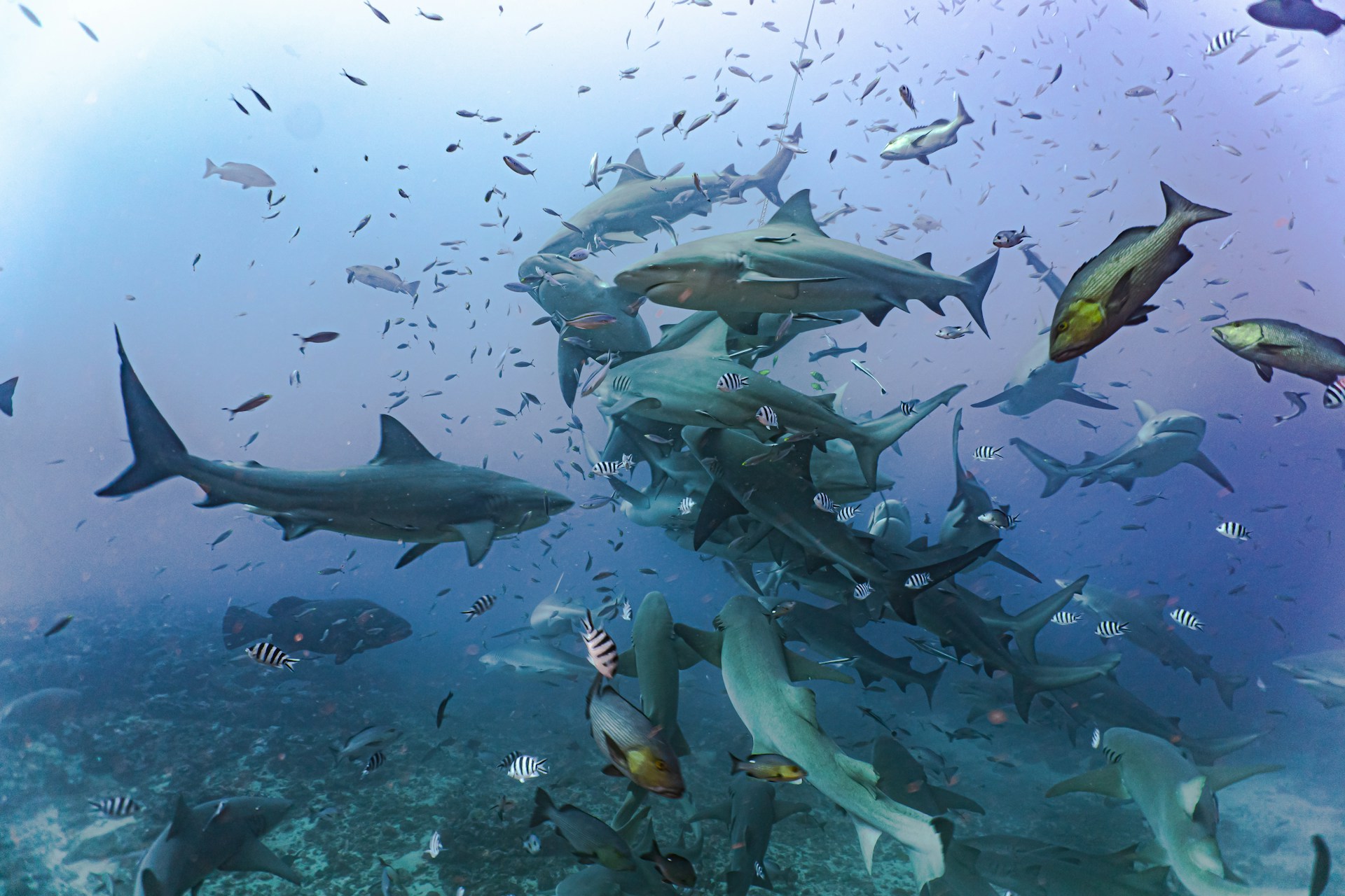 A group of sharks swimming