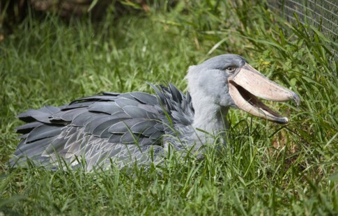 a shoebill stork lying on the grass