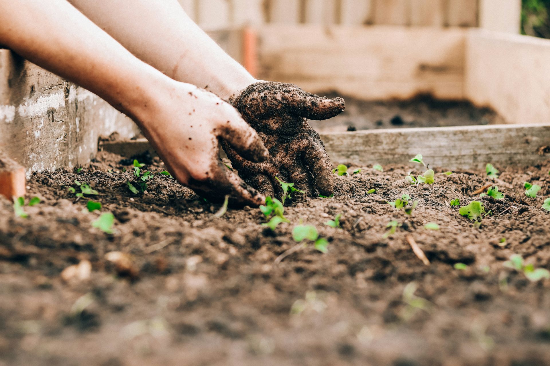 A person working in their garden with bare hands covered in dirt