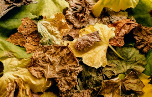 Fallen leaves beginning to dry out and turn brown