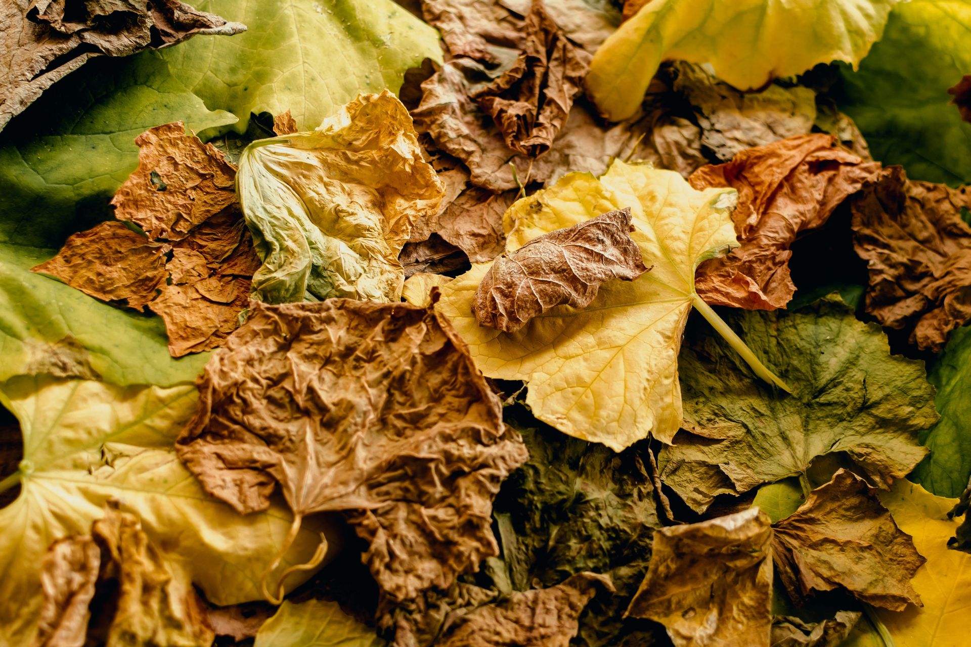 Fallen leaves beginning to dry out and turn brown