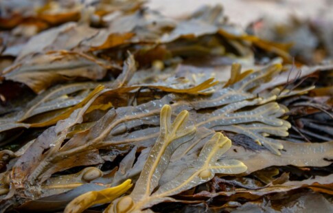 close-up of seaweed