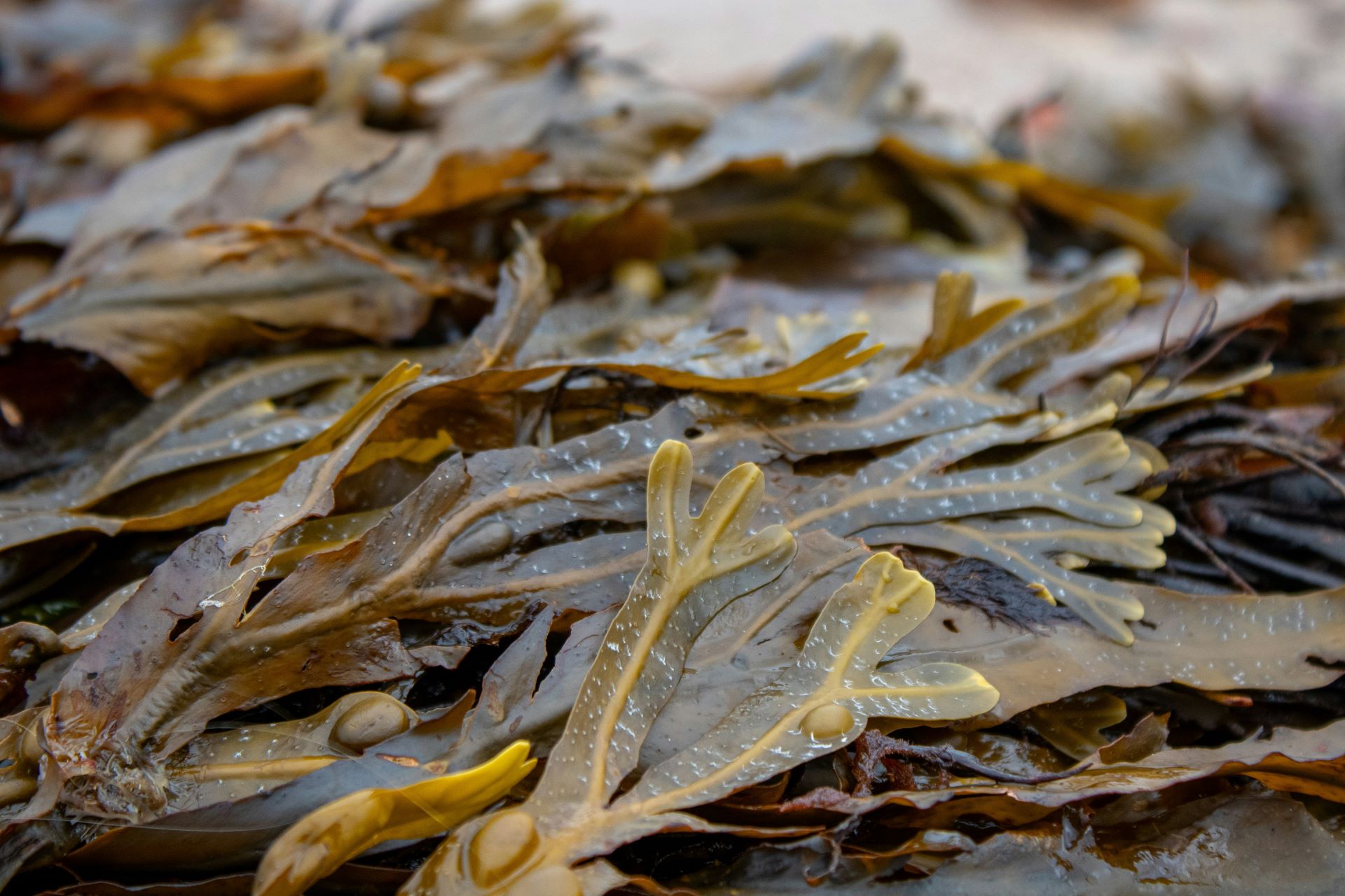 close-up of seaweed