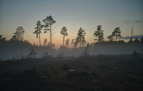 trees against a sunset