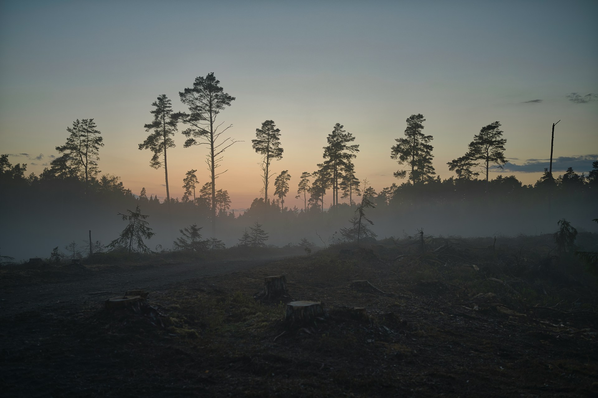trees against a sunset