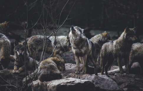 Pack of Wolves