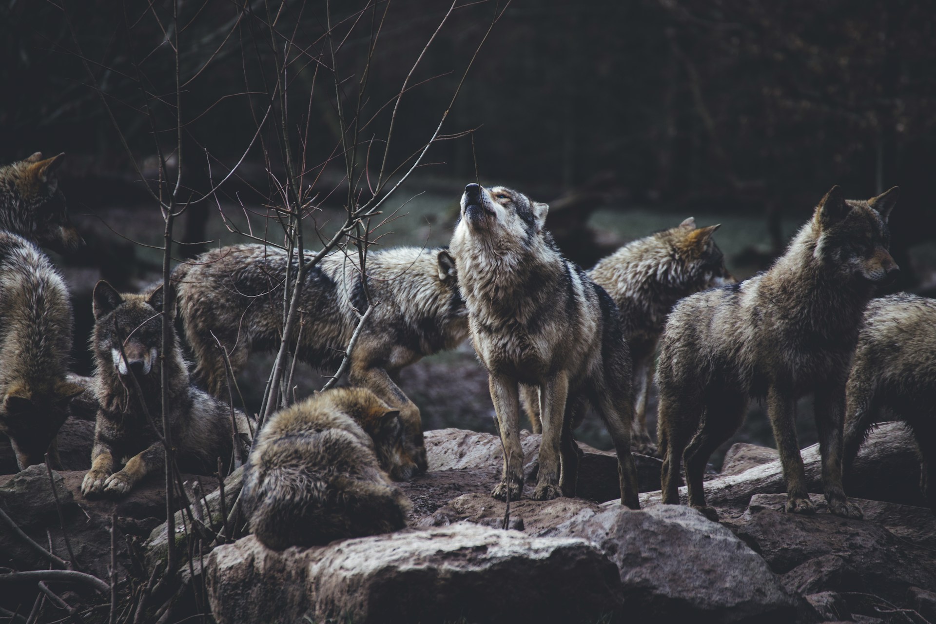 Pack of Wolves