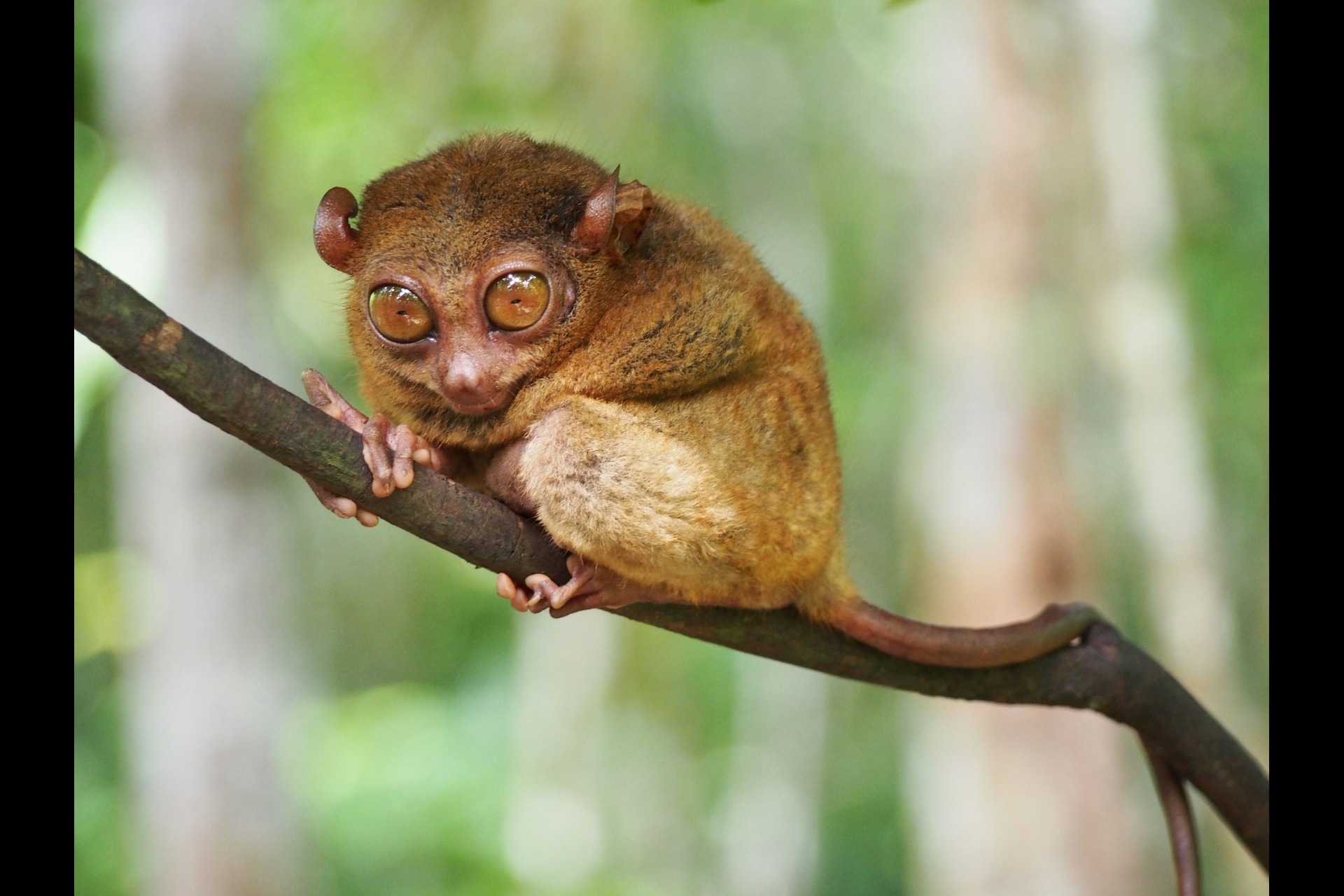 a tarsier clinging on a branch