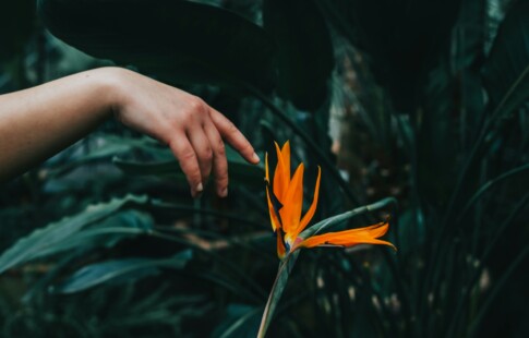 do plants have feelings
