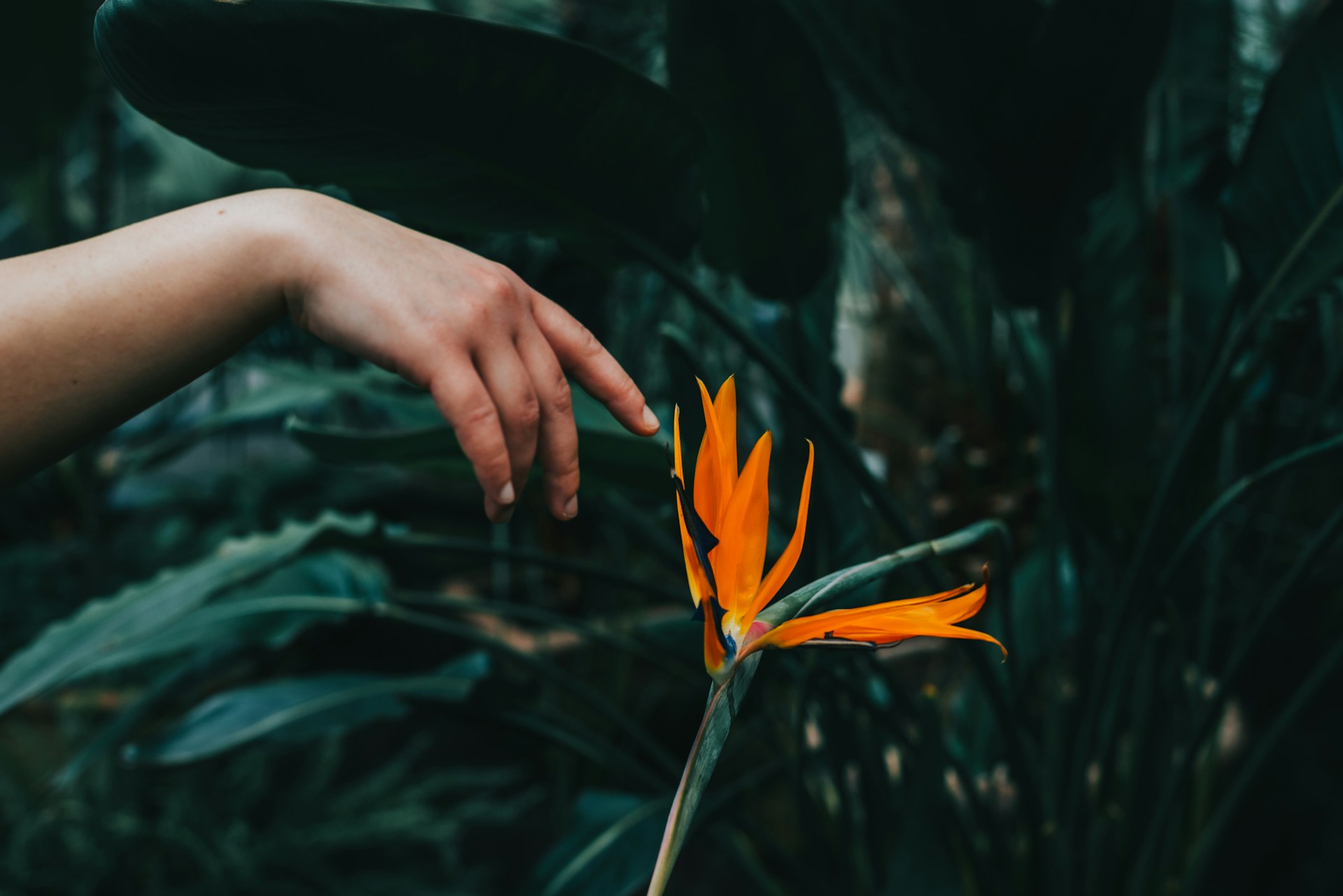 do plants have feelings