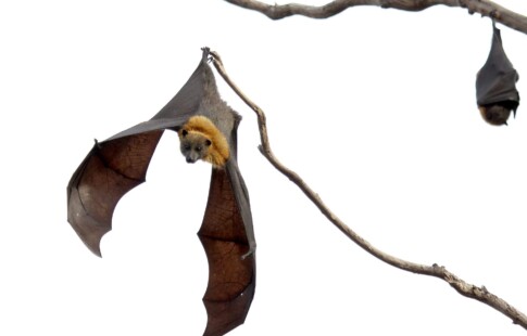a couple of flying foxes resting on a tree branch