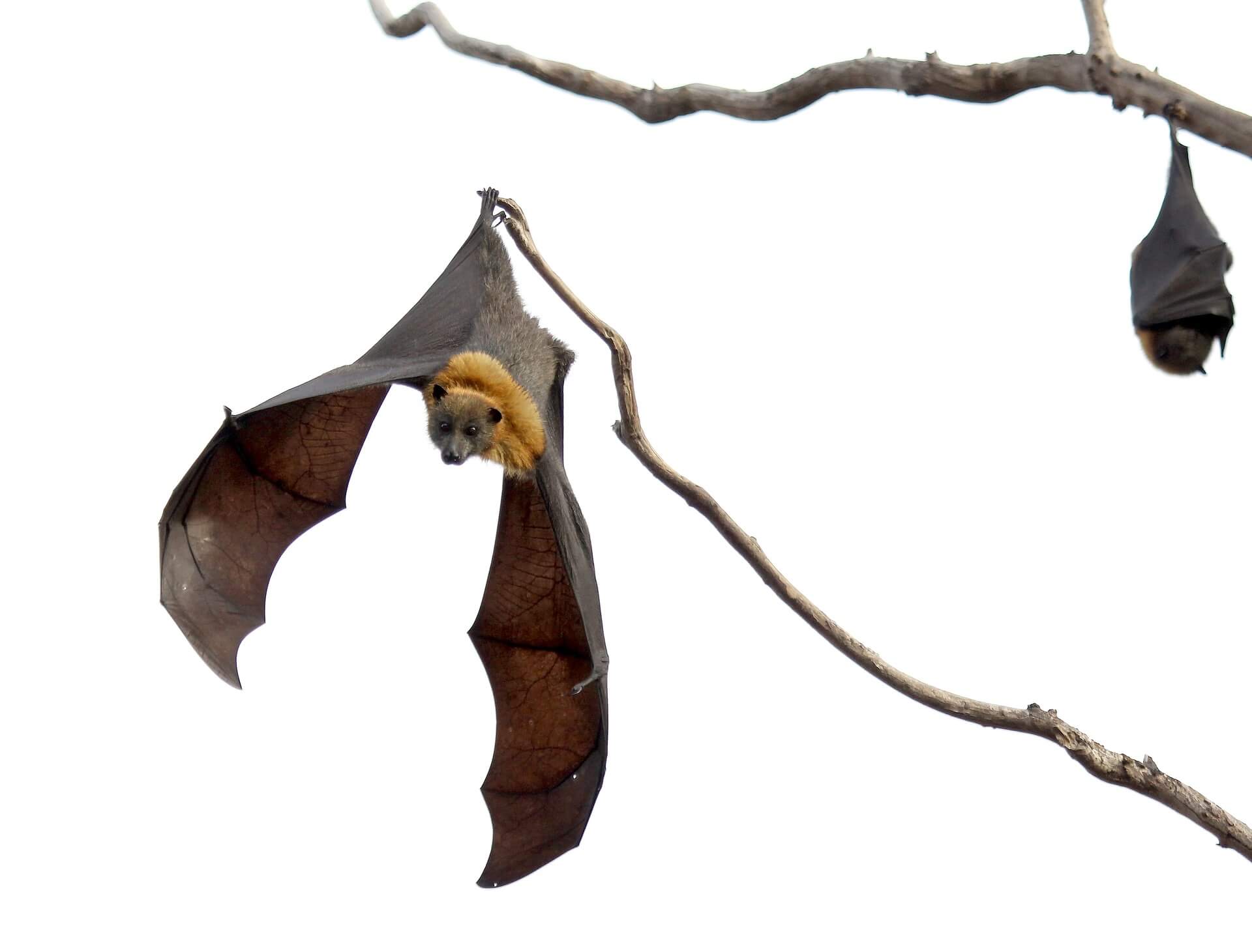 a couple of flying foxes resting on a tree branch
