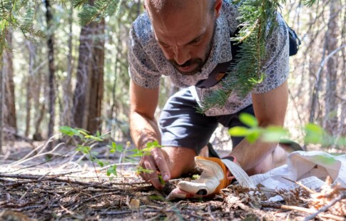 a man foraging and picking up a mushroom