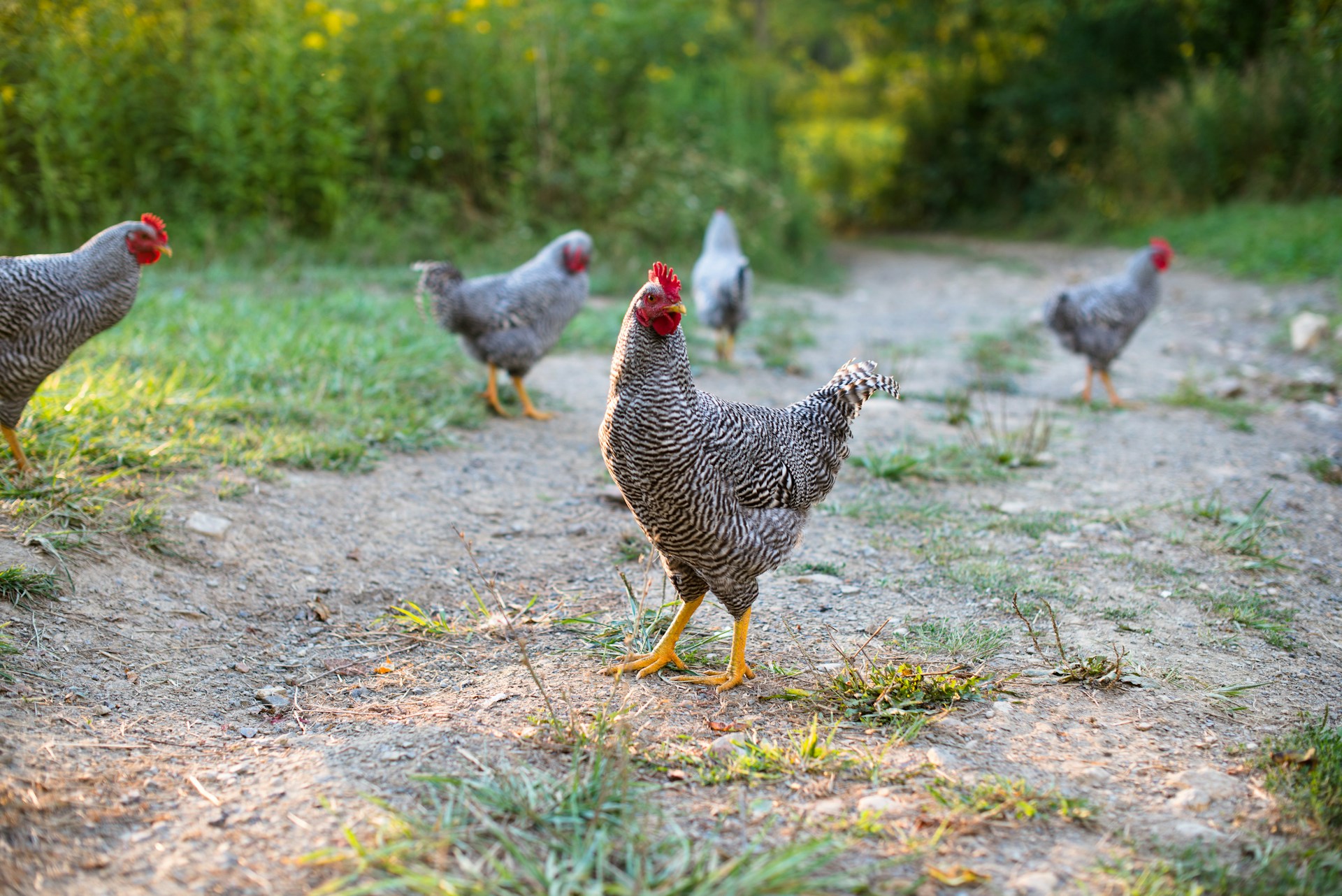 If you're learning how to start a homestead with no money, you may have to wait to get your first chicken coop.