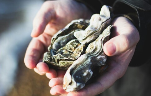 Person holding oysters