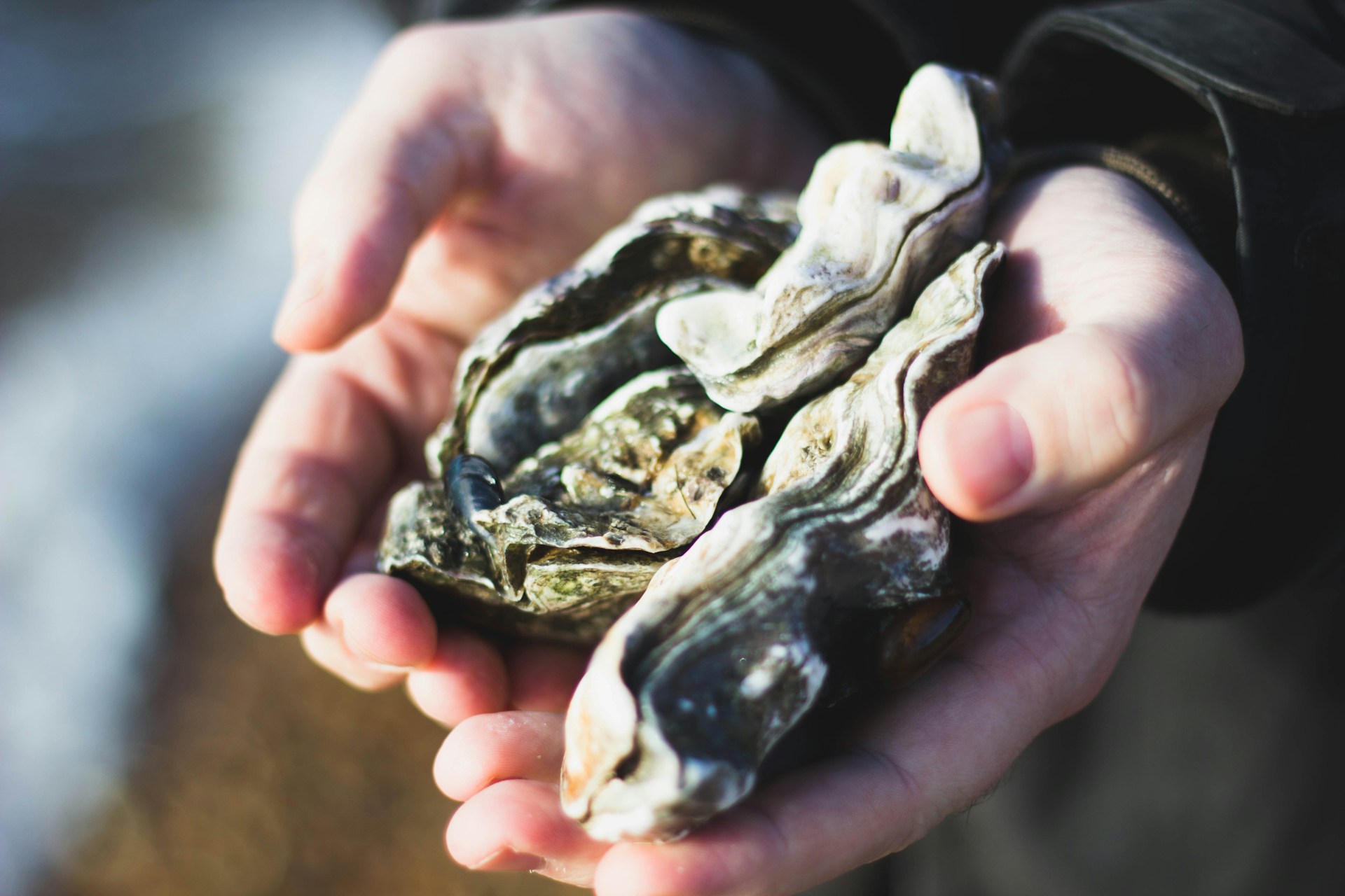 Person holding oysters