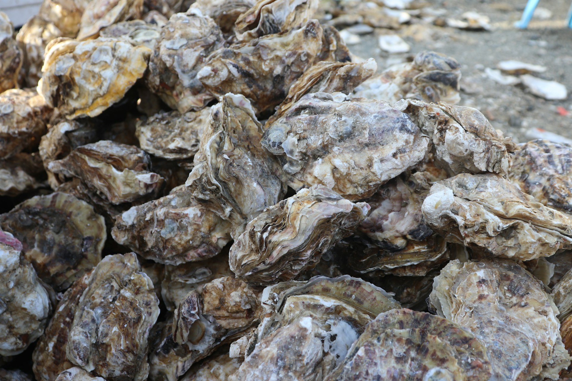 Cluster of oyster shells