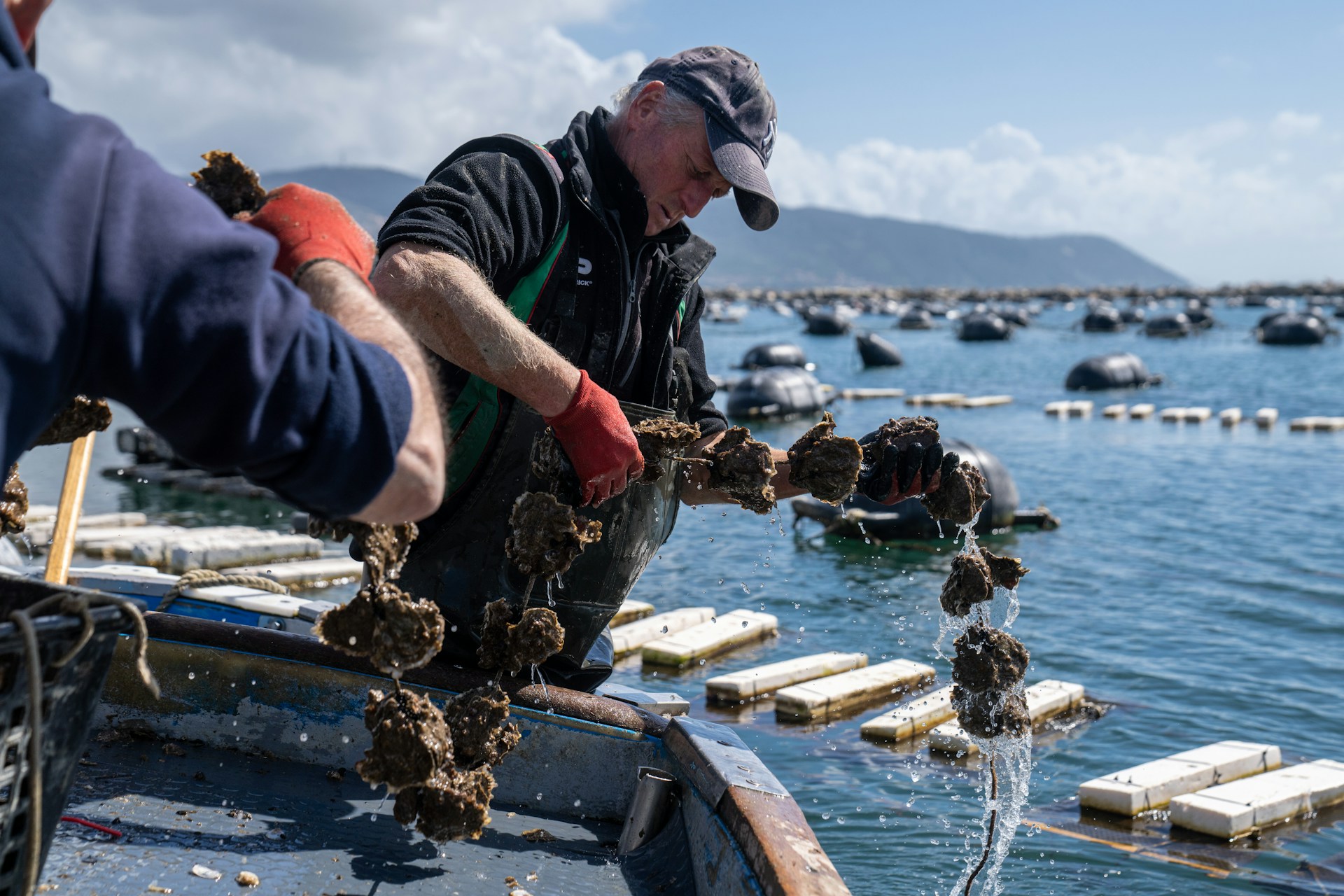 man pulling longline of oysters from water