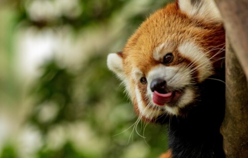 cute red panda