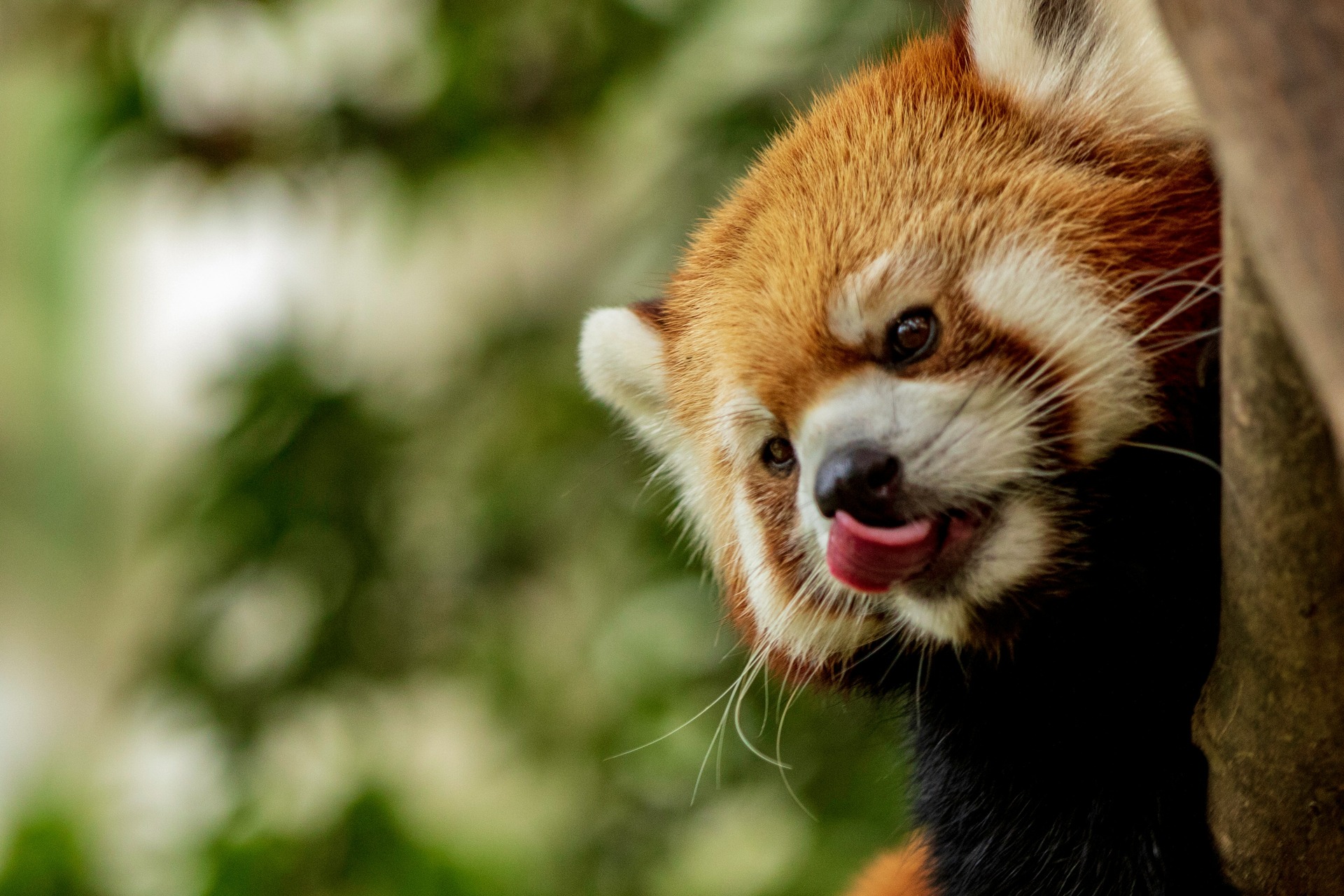 cute red panda
