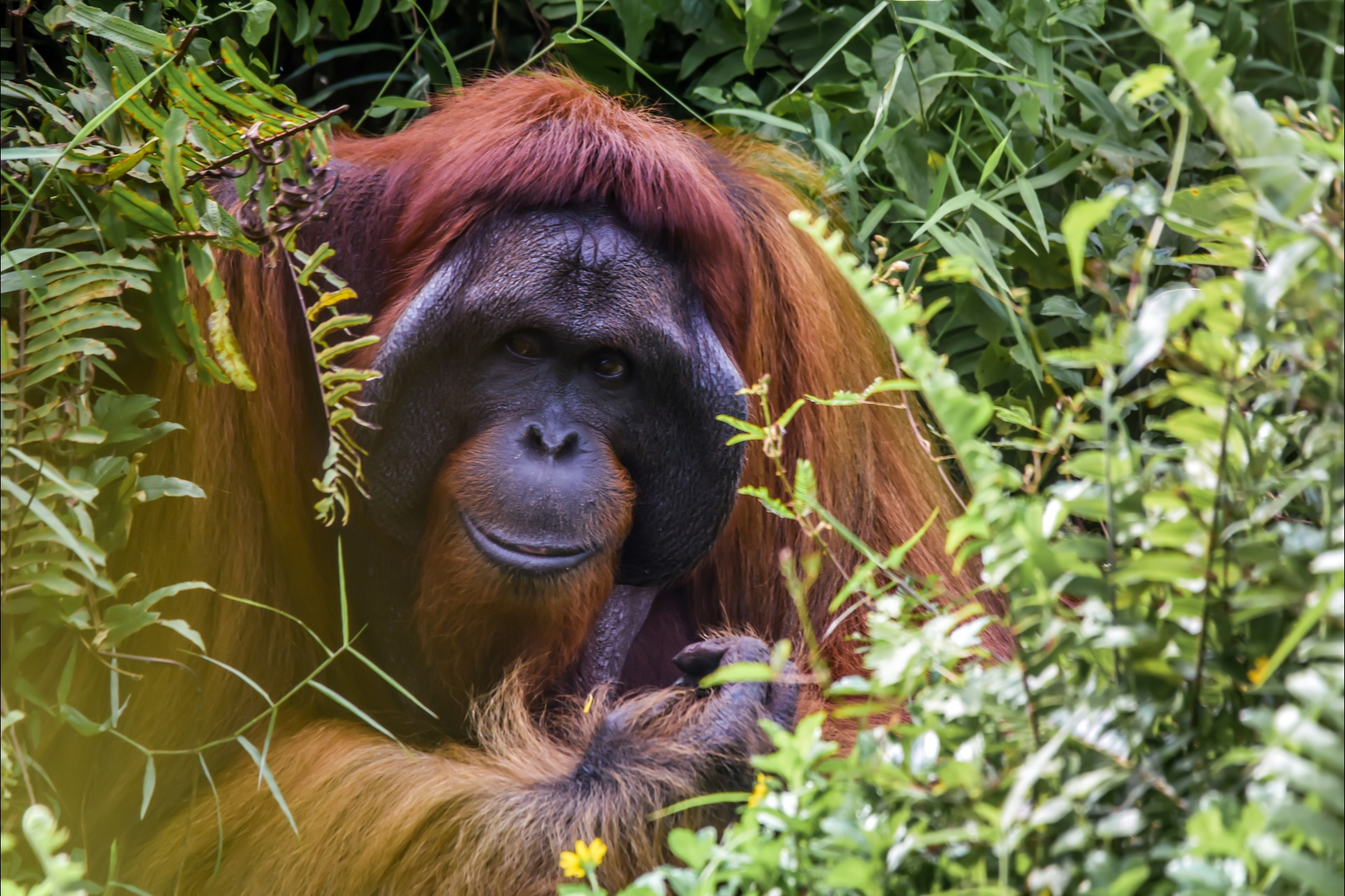 photo of an adult orangutan